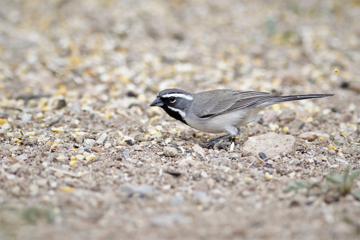Black-throated Sparrow - ML150486901