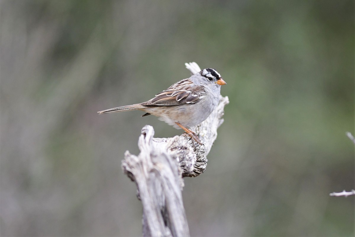 White-crowned Sparrow - ML150487311