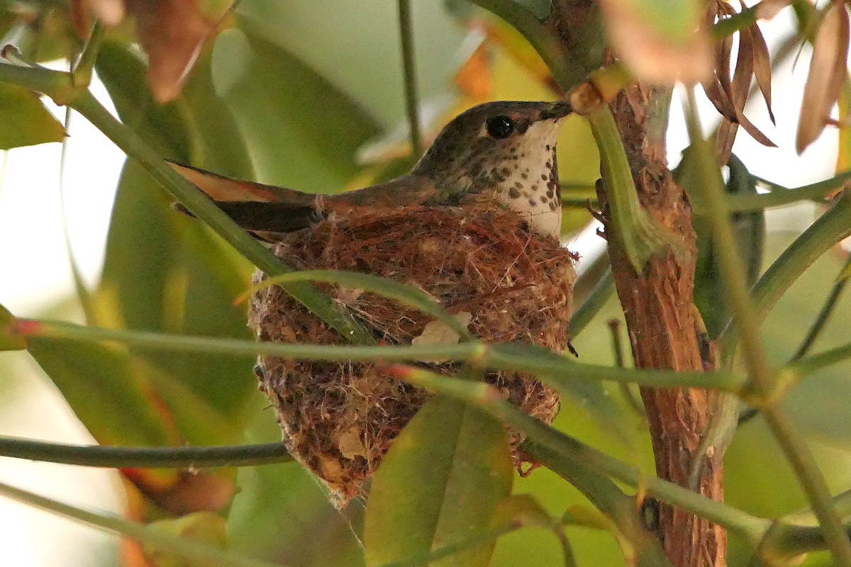 Allen's Hummingbird - ML150488011