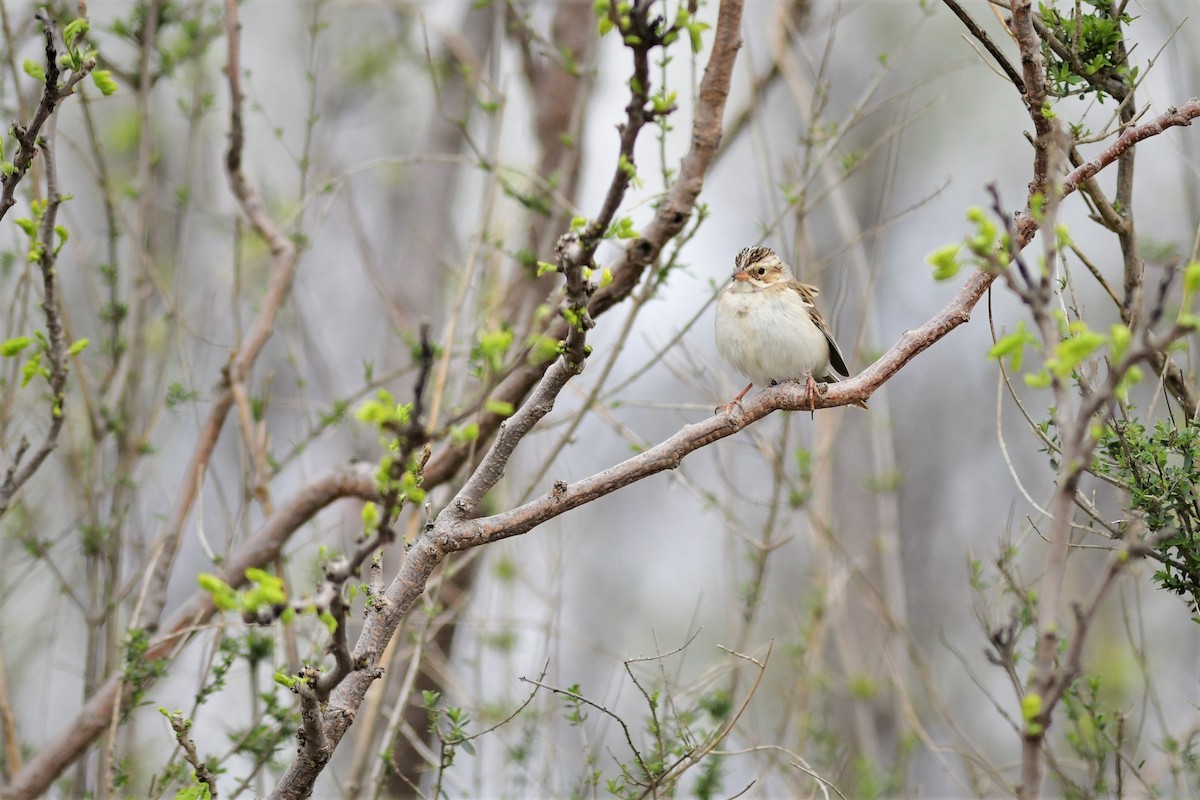 Clay-colored Sparrow - ML150488071
