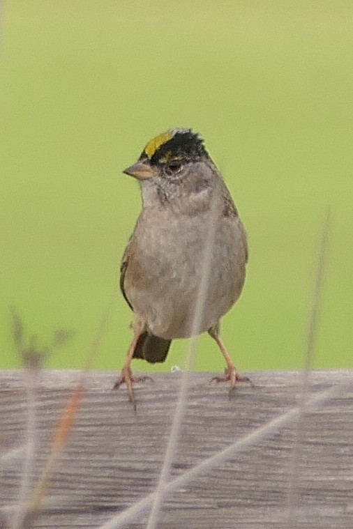 Golden-crowned Sparrow - ML150488141