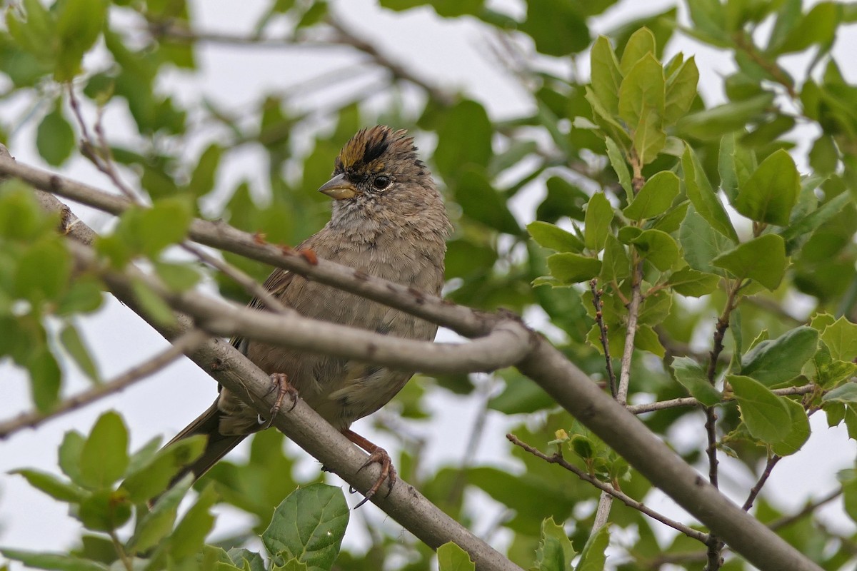 Golden-crowned Sparrow - ML150488161