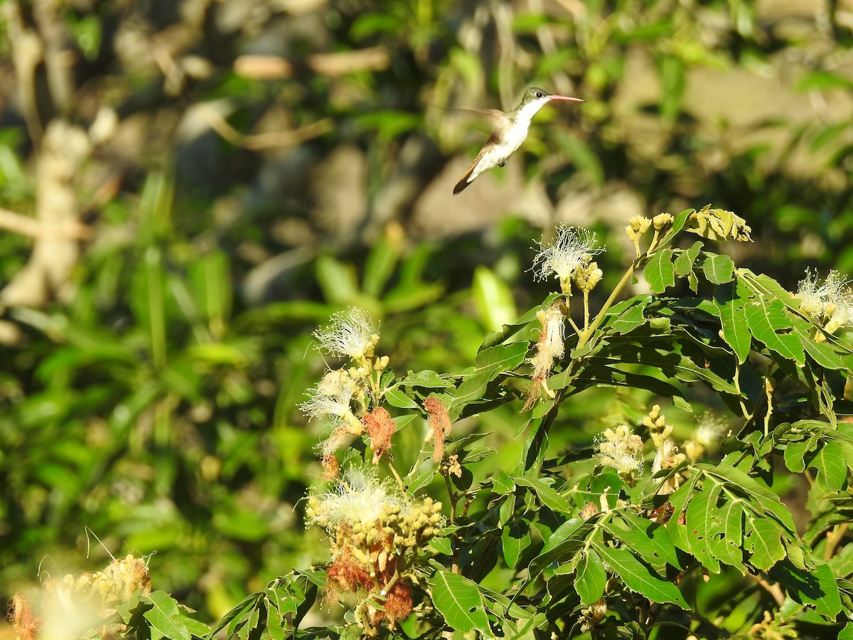 Green-fronted Hummingbird - ML150488201