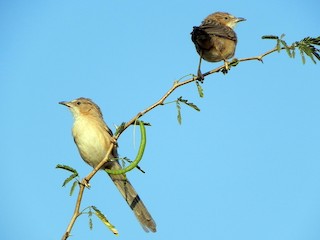  - Common Babbler