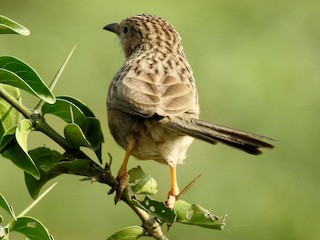  - Common Babbler