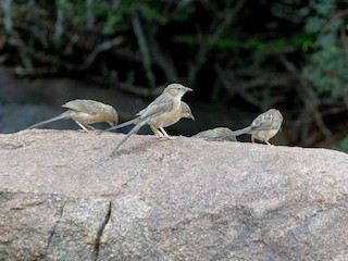  - Common Babbler