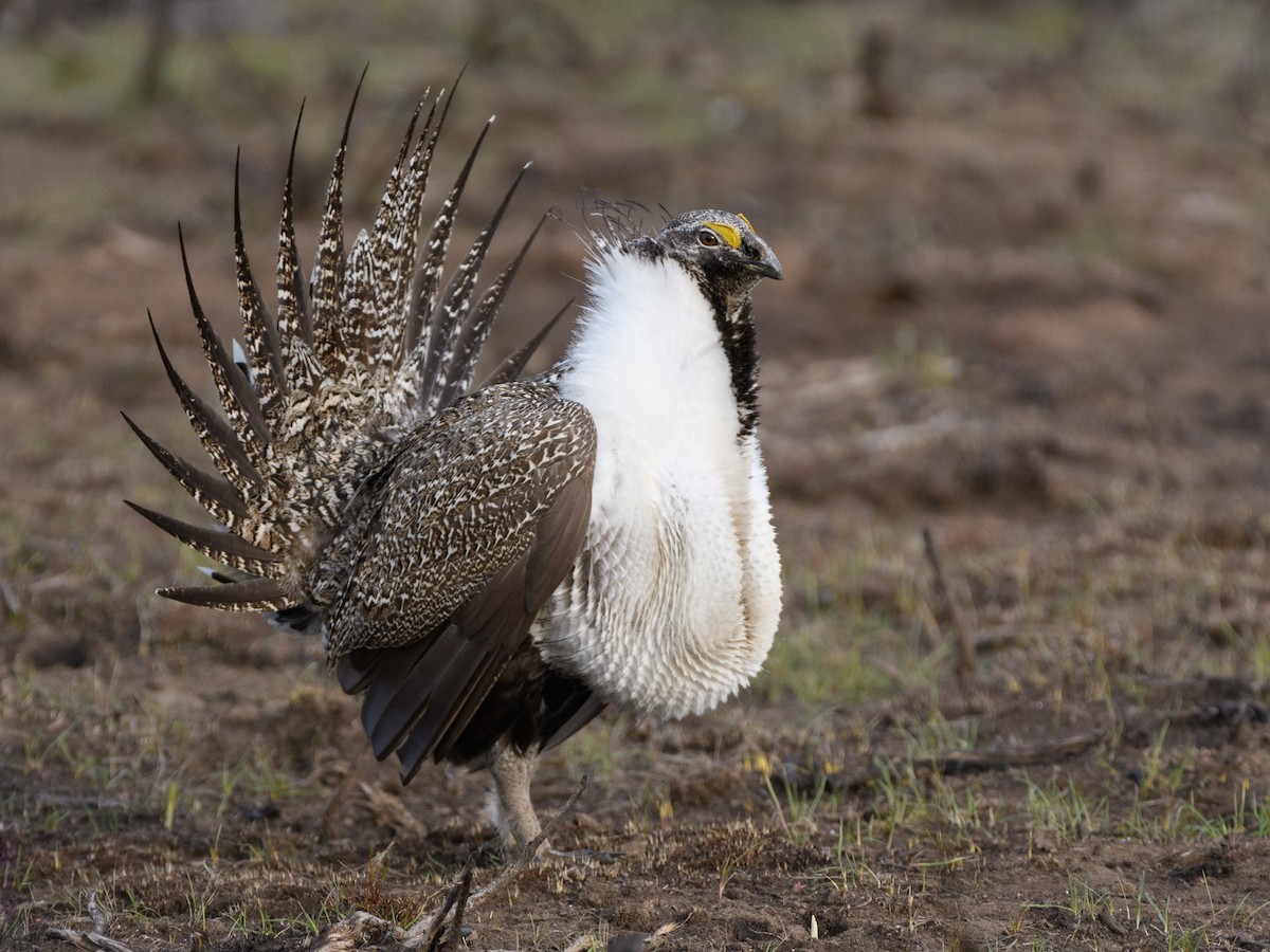 Greater Sage-Grouse - ML150489791
