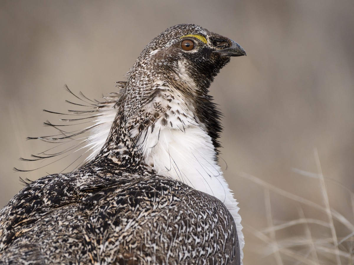Greater Sage-Grouse - ML150489811