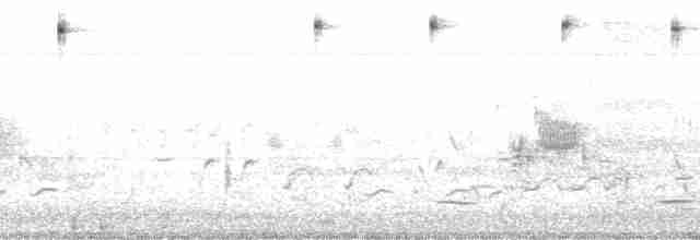 Приморская овсянка-барсучок (maritima/macgillivraii) - ML15049