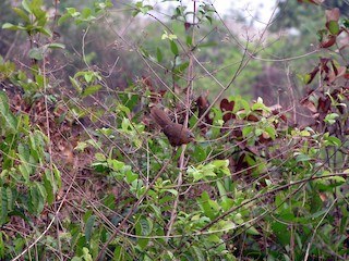 นกเต็มวัย - Ramit Singal - ML150490601