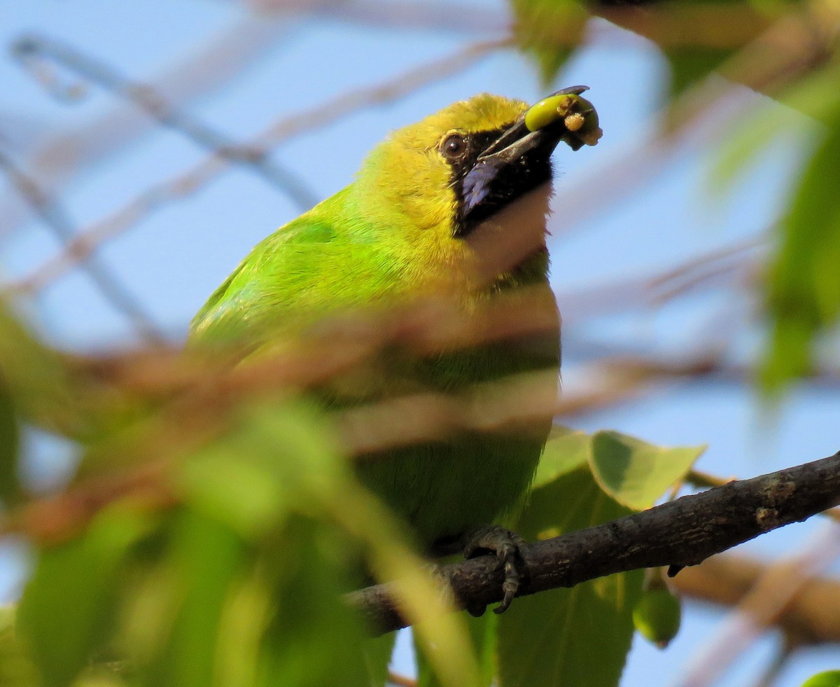 Jerdon's Leafbird - Santharam V