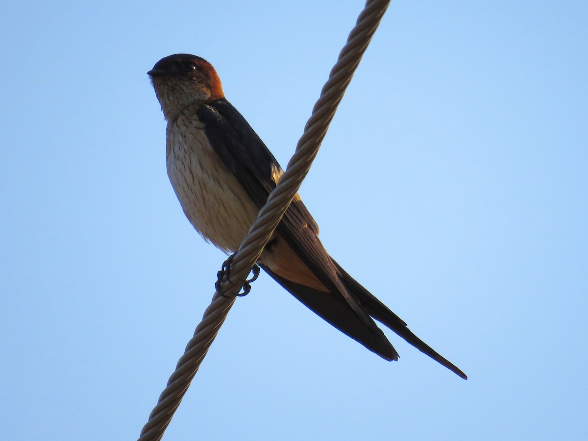 Red-rumped Swallow - Santharam V