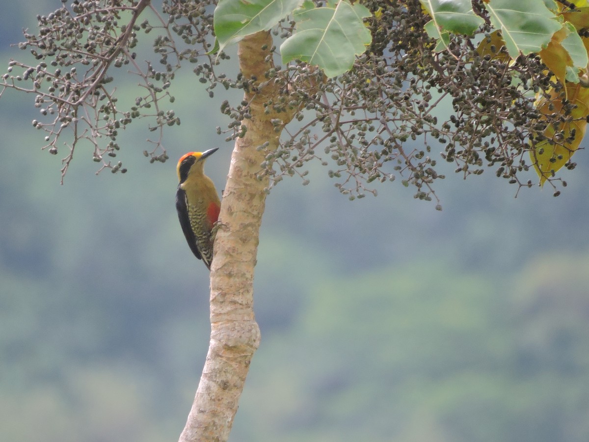 Golden-naped Woodpecker - Juan D Astorga
