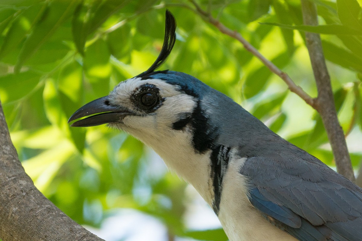 White-throated Magpie-Jay - ML150492621