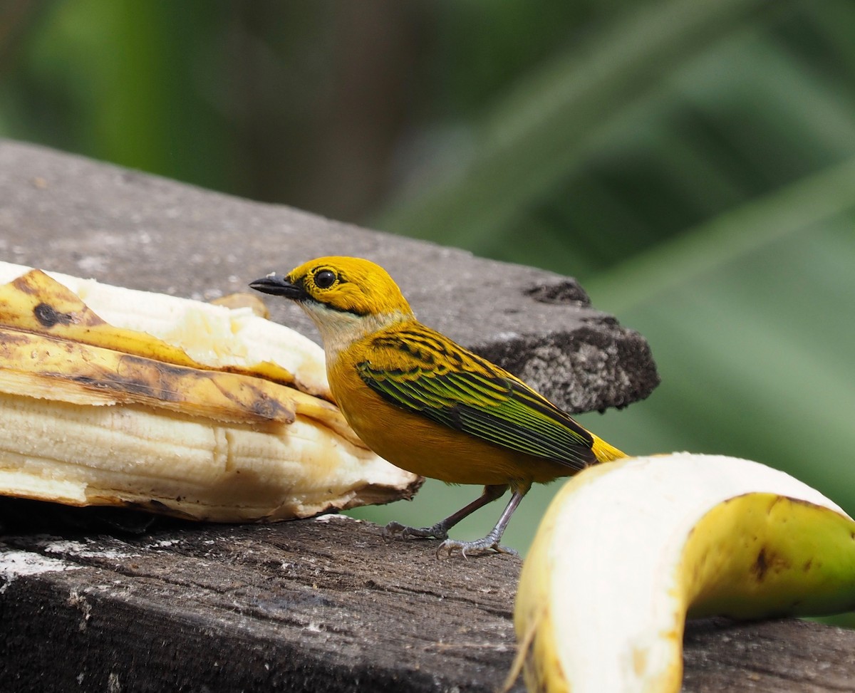 Silver-throated Tanager - ML150493051