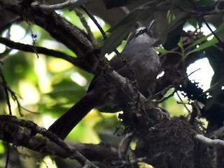  - Banasura Laughingthrush