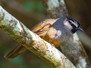  - Banasura Laughingthrush