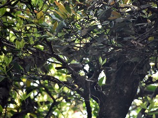  - Banasura Laughingthrush