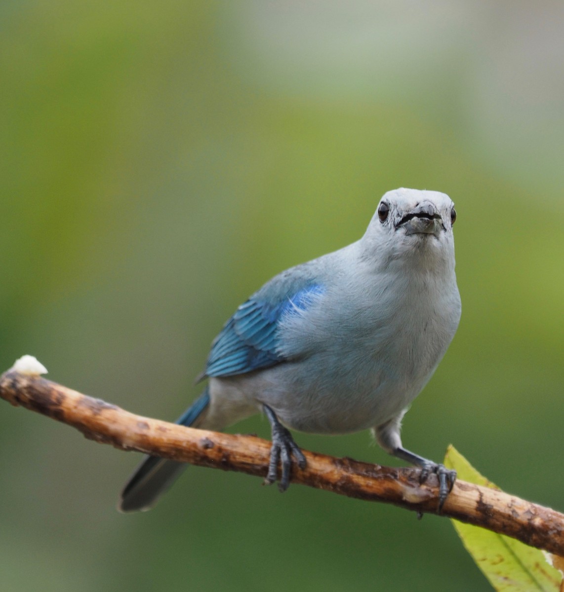 Blue-gray Tanager - ML150495171