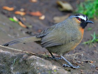  - Nilgiri Laughingthrush