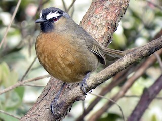  - Nilgiri Laughingthrush