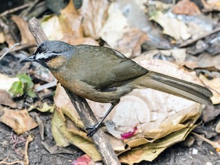  - Nilgiri Laughingthrush