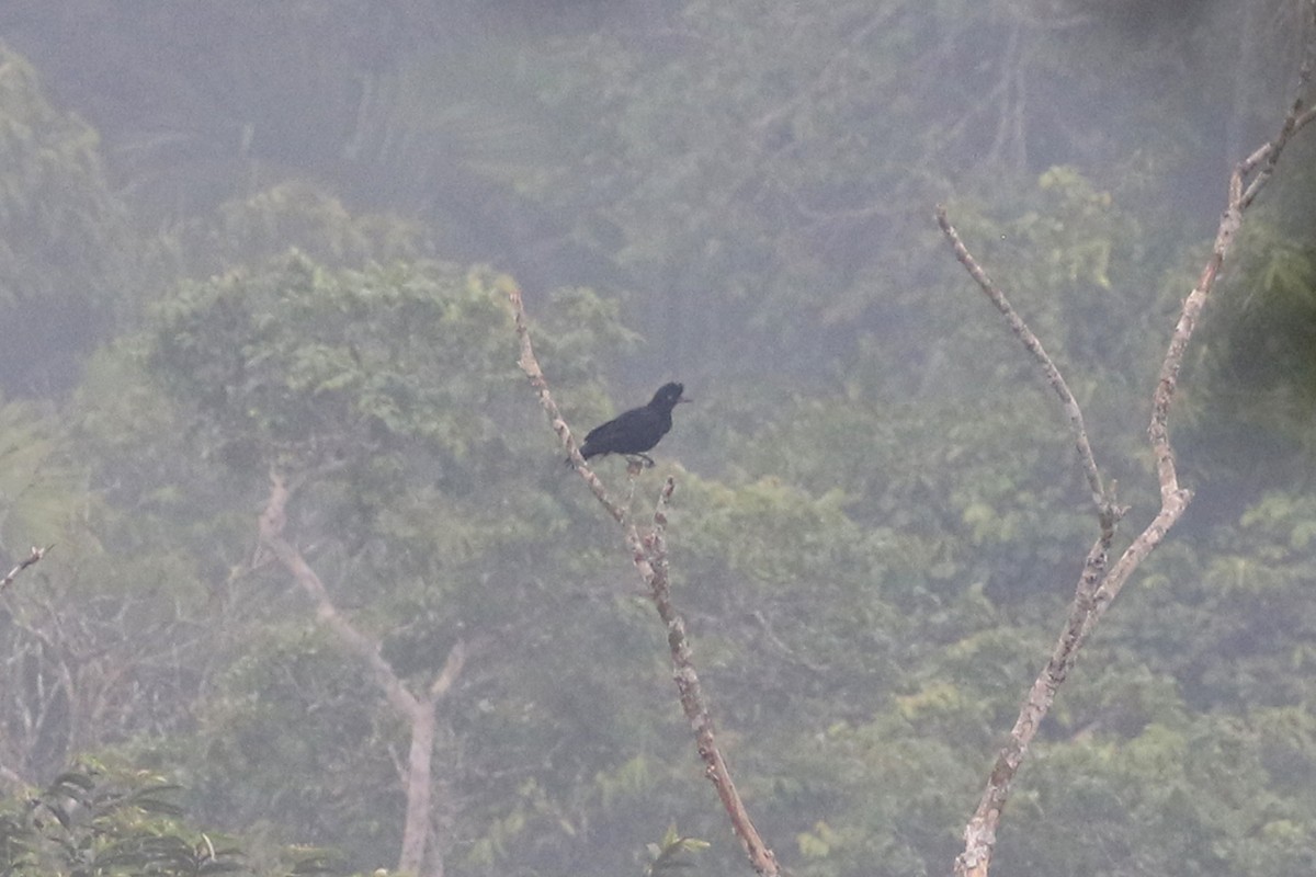 Amazonian Umbrellabird - ML150496751