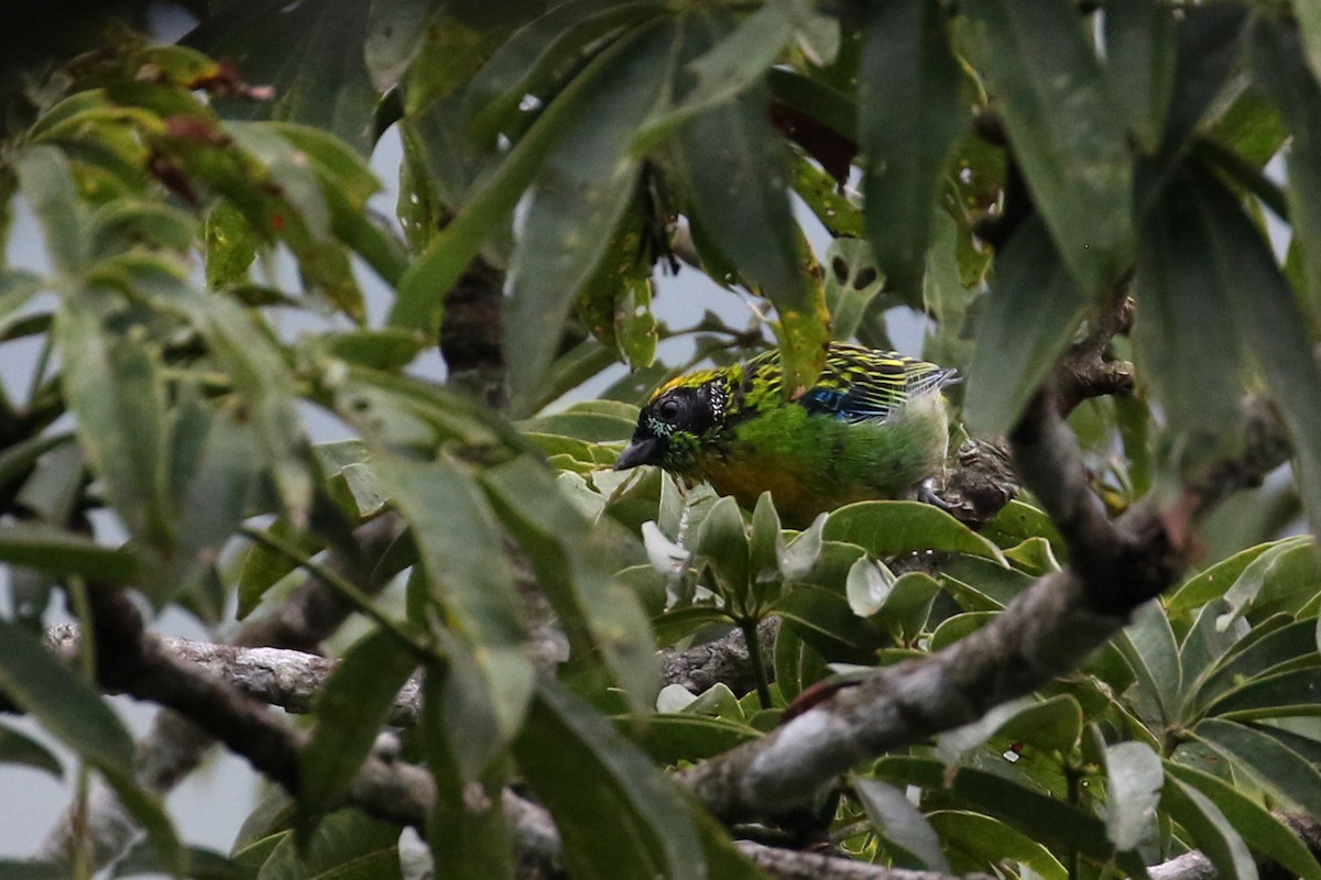 Green-and-gold Tanager - ML150496981