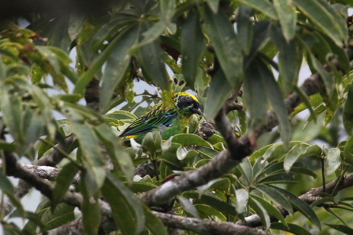 Green-and-gold Tanager - ML150496991