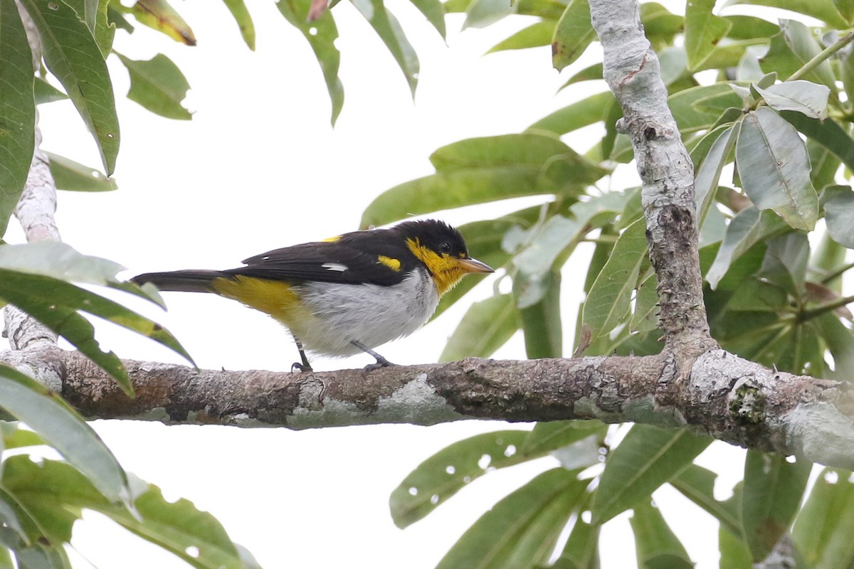 Yellow-backed Tanager - ML150497111