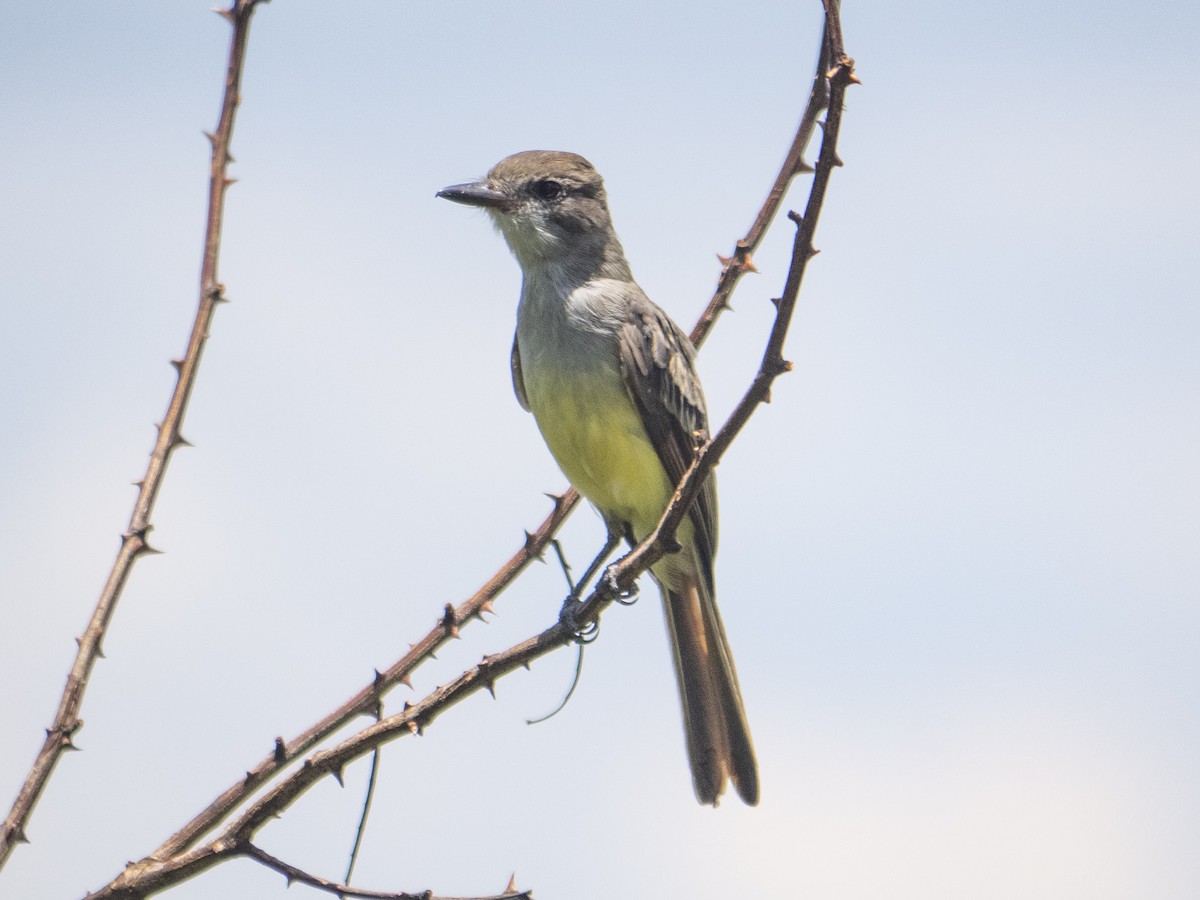 Brown-crested Flycatcher - Carla Moura