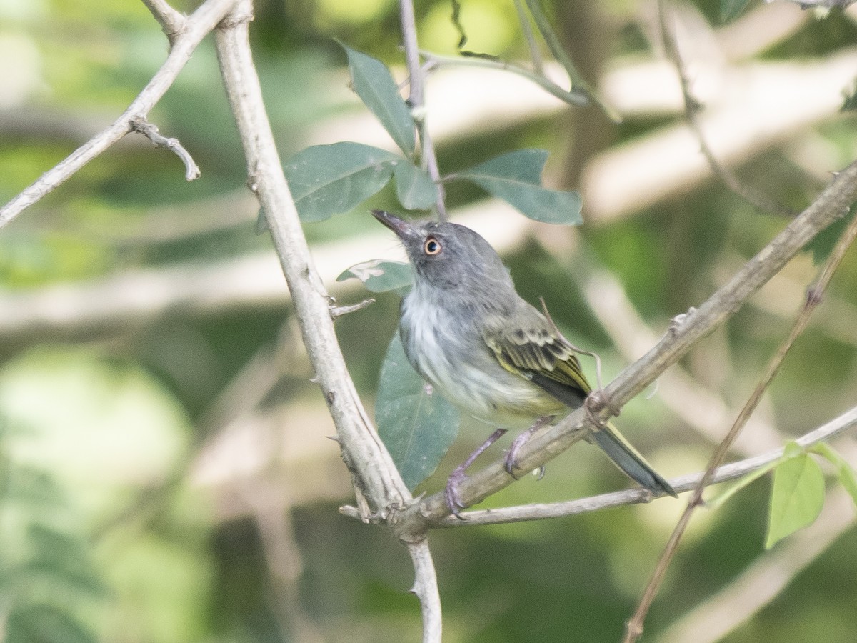 Pearly-vented Tody-Tyrant - ML150497871