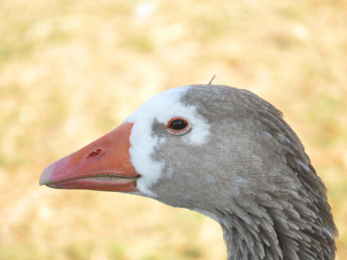 Graylag Goose (Domestic type) - Greg Neill