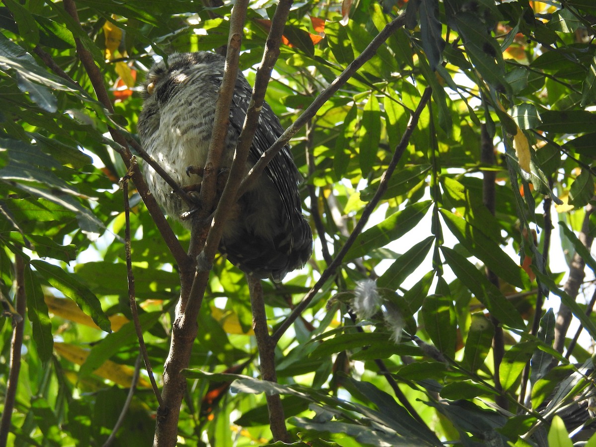 Spotted Owlet - ML150498011