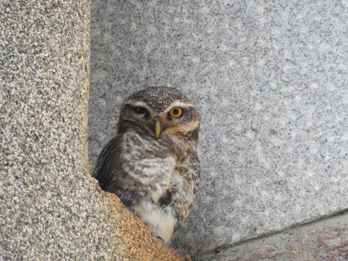 Spotted Owlet - ML150498021