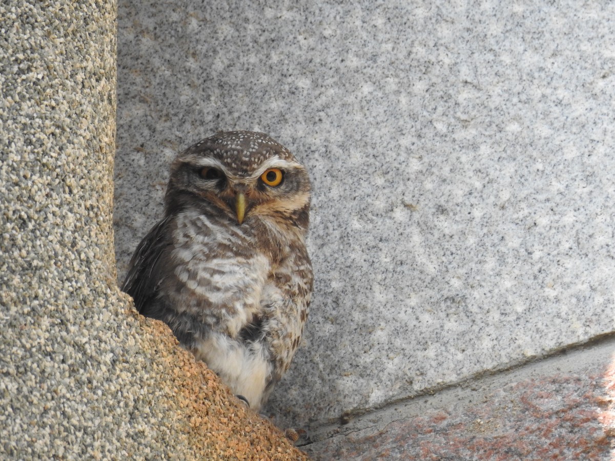 Spotted Owlet - ML150498041