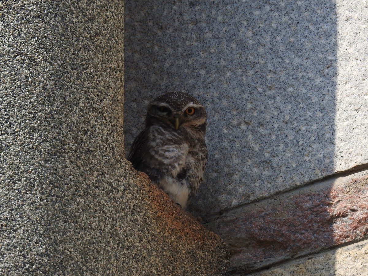 Spotted Owlet - Ashwin Viswanathan