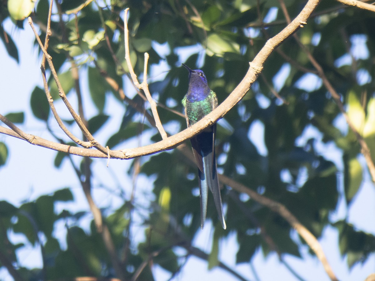 Swallow-tailed Hummingbird - ML150498101