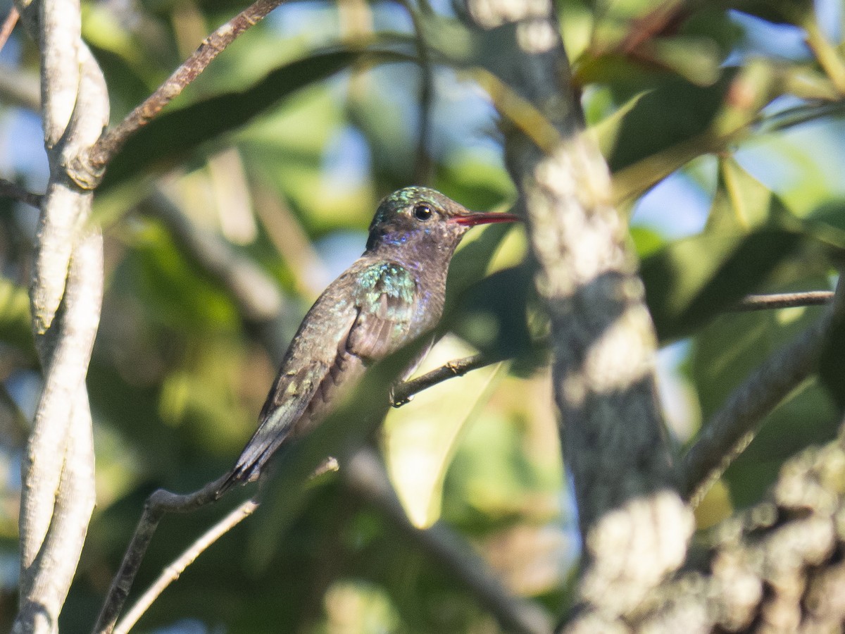 kolibřík safírový - ML150498201