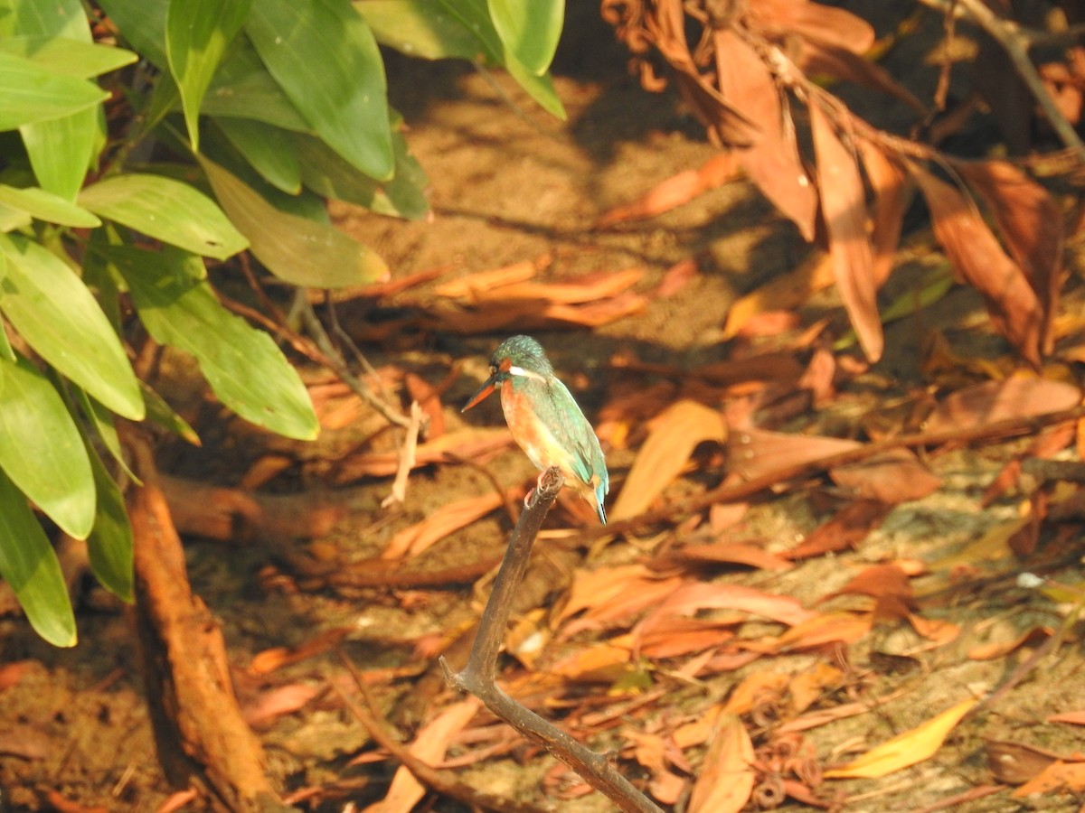 Common Kingfisher - Ashwin Viswanathan