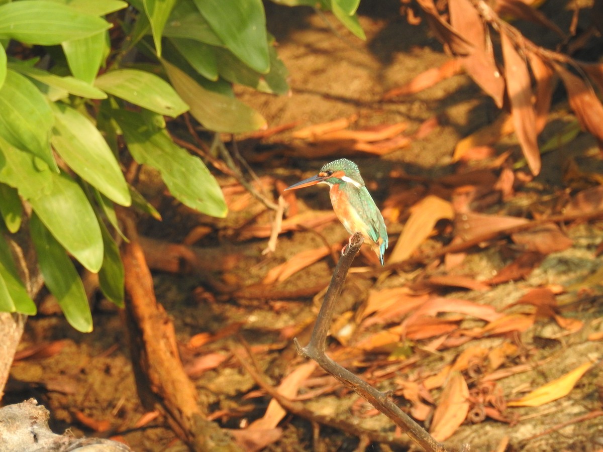 Common Kingfisher - Ashwin Viswanathan
