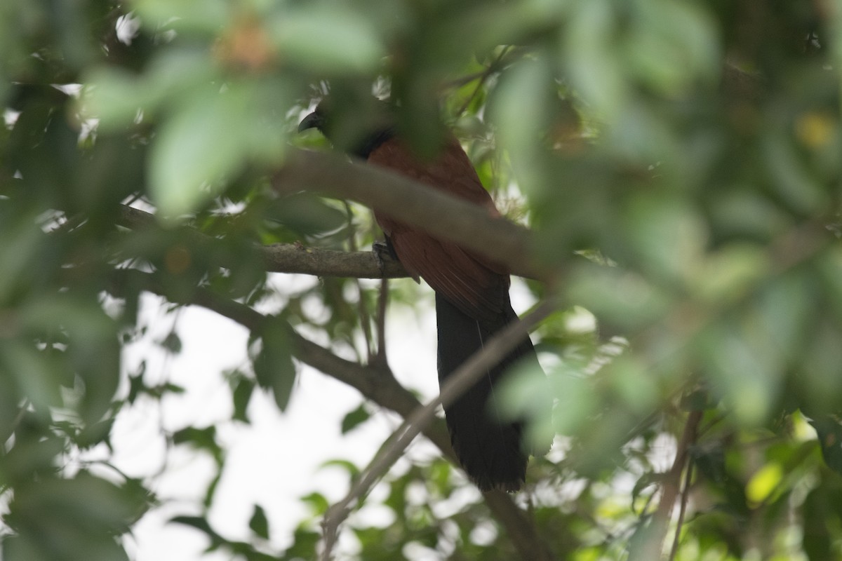 Greater Coucal - ML150499181