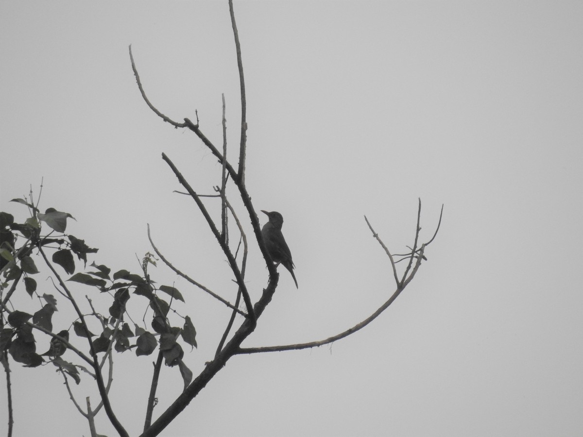 Indian Blackbird - Ashwin Viswanathan