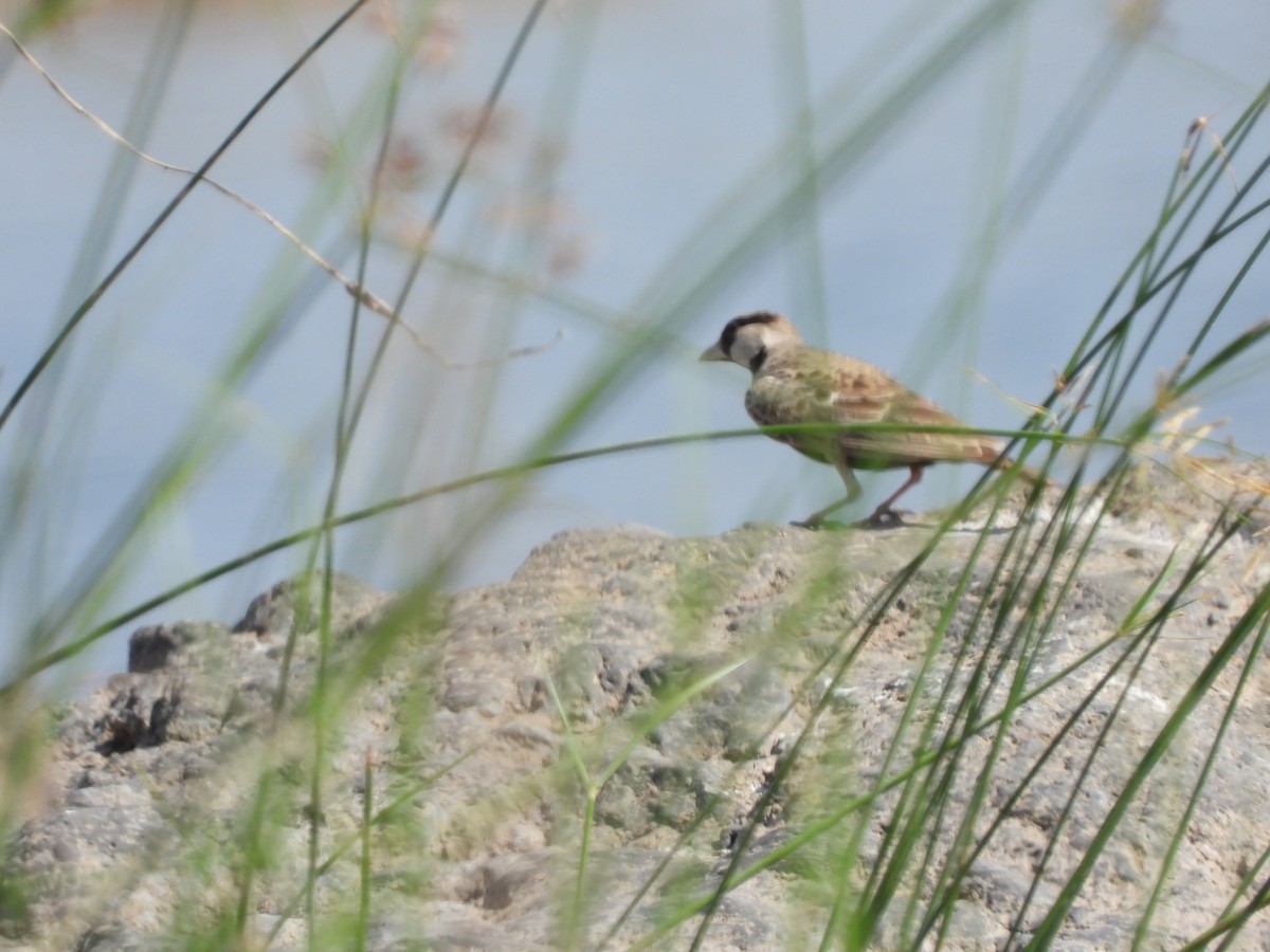 Ashy-crowned Sparrow-Lark - ML150499521