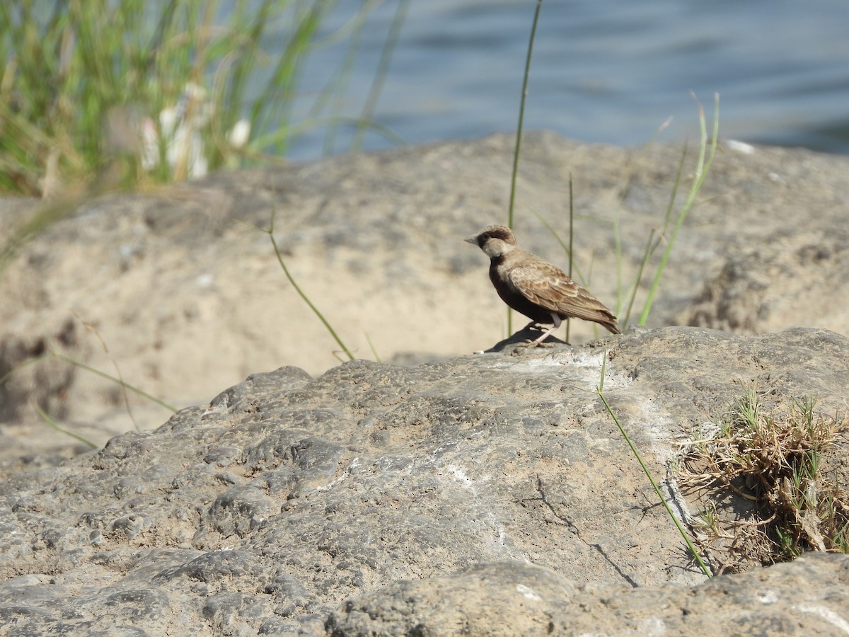 Ashy-crowned Sparrow-Lark - Lakshmikant Neve