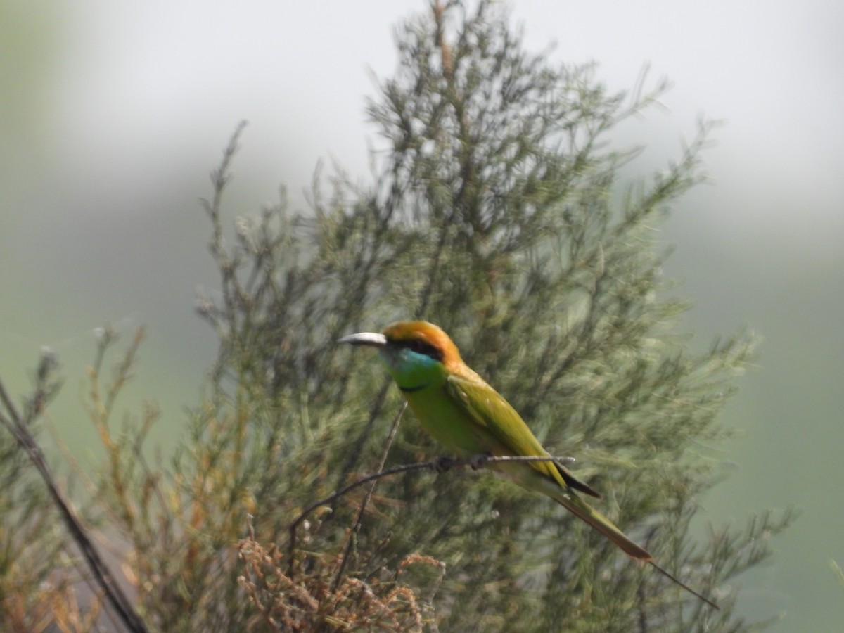 Asian Green Bee-eater - ML150499701