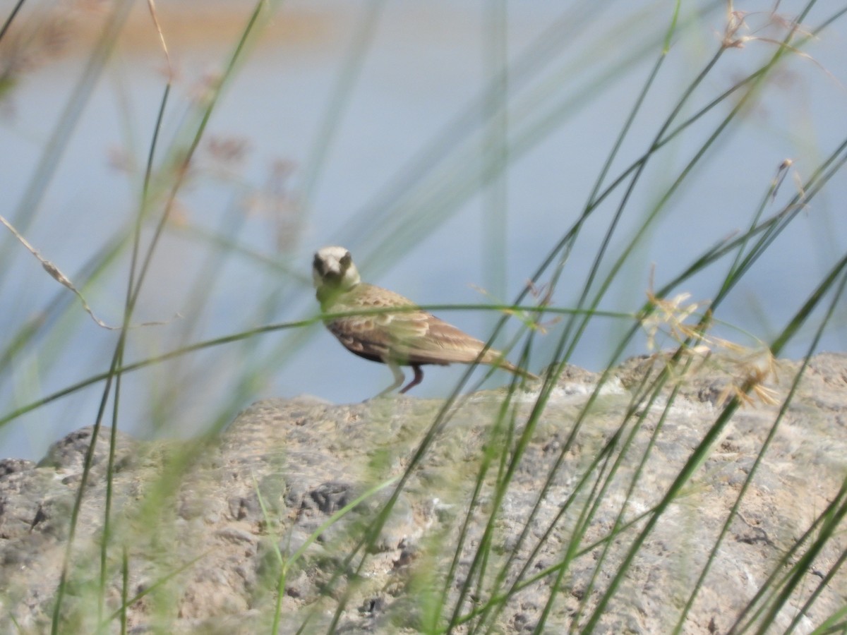 Ashy-crowned Sparrow-Lark - ML150500181