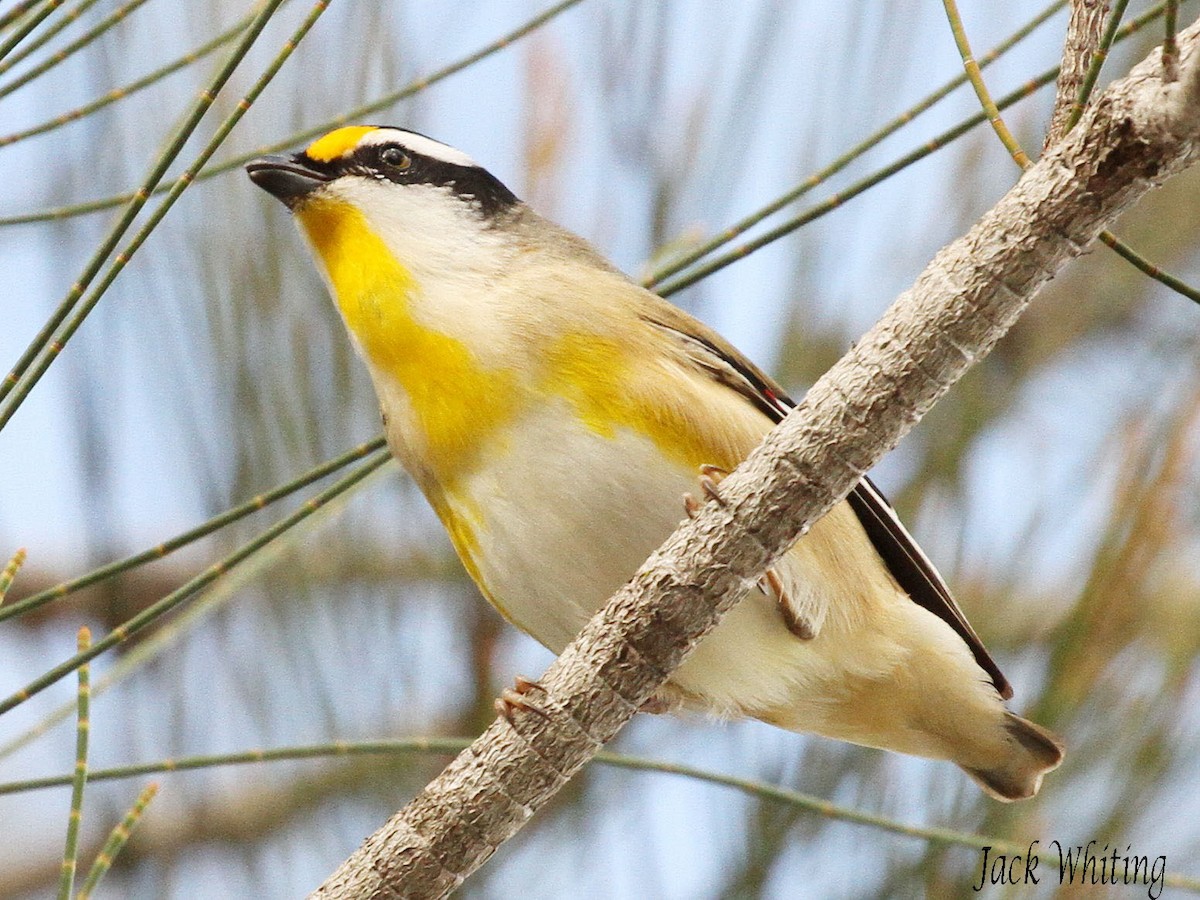 Striated Pardalote - Jack Whiting