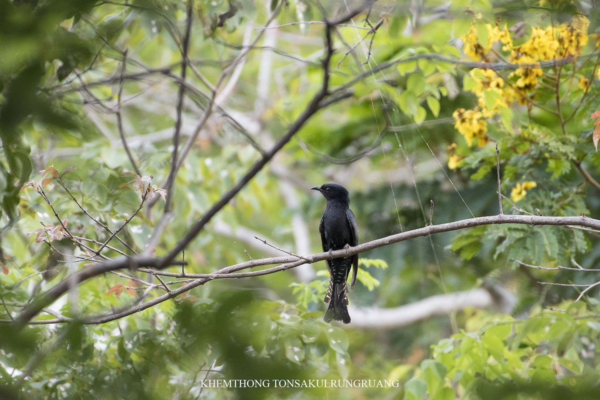 Square-tailed Drongo-Cuckoo - Khemthong Tonsakulrungruang