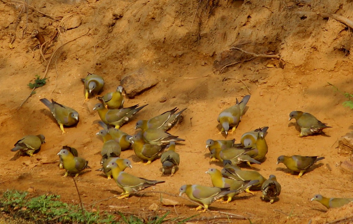 Yellow-footed Green-Pigeon - CHANDRA BHUSHAN